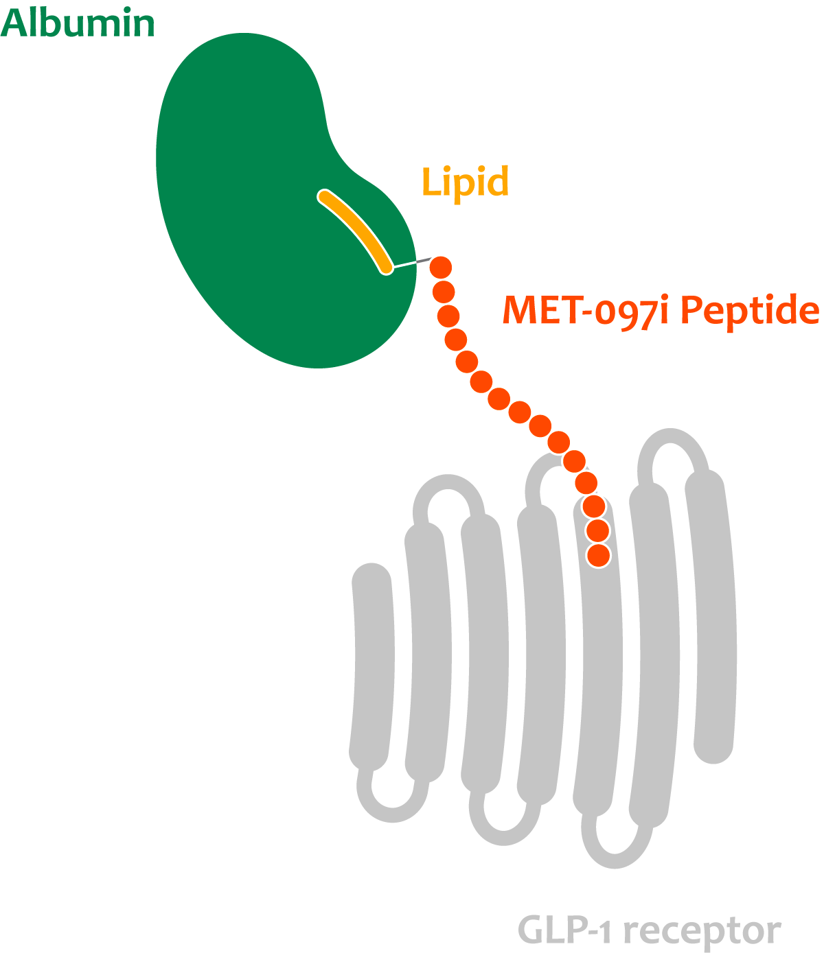 Diagram of MET-097i peptide binding to GLP-1 receptor via the HALO platform, demonstrating ultra-long half-life technology.